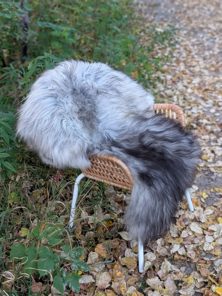 A massive icelandic sheepskin throw in natural grey and white wool draped over a wicker chair with metal legs