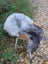 A massive icelandic sheepskin throw in natural grey and white wool draped over a wicker chair with metal legs