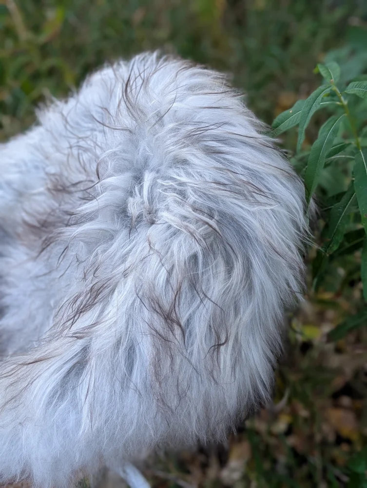 A fluffy white dog with slightly damp wiry fur lounges on a massive icelandic sheepskin natural grey rug