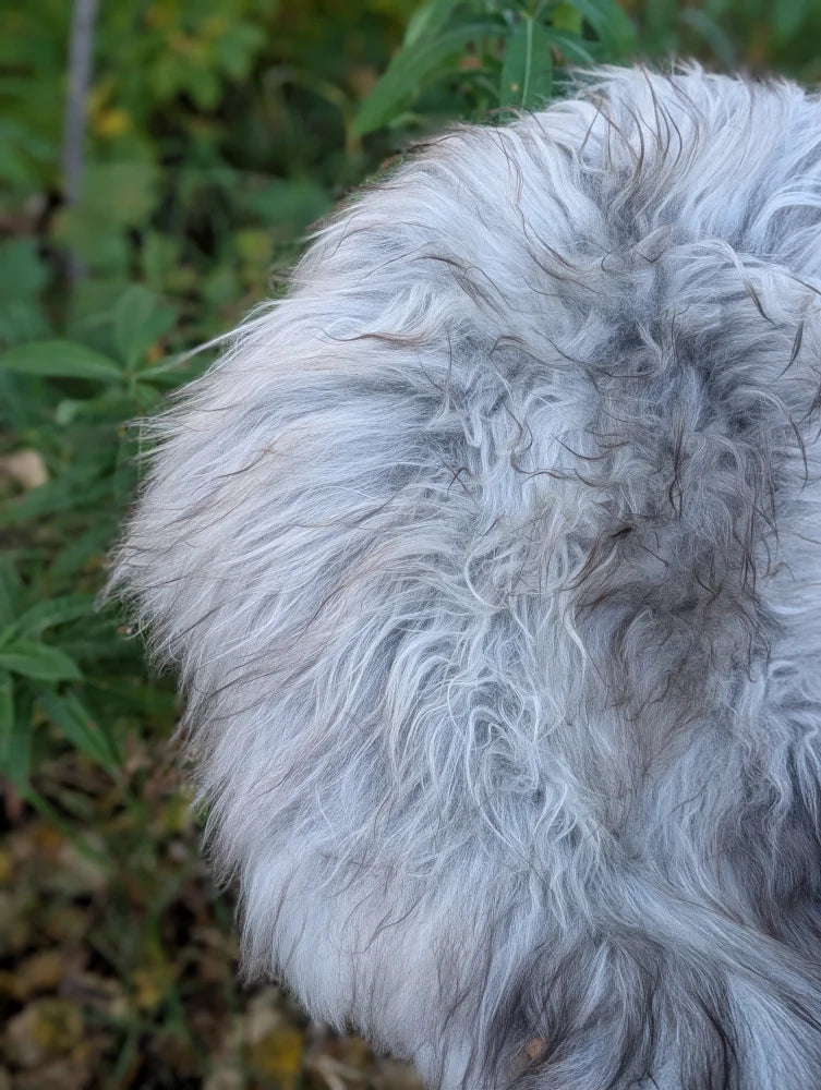 A fluffy long-haired dog with white and gray fur sitting on a massive icelandic sheepskin rug natural grey