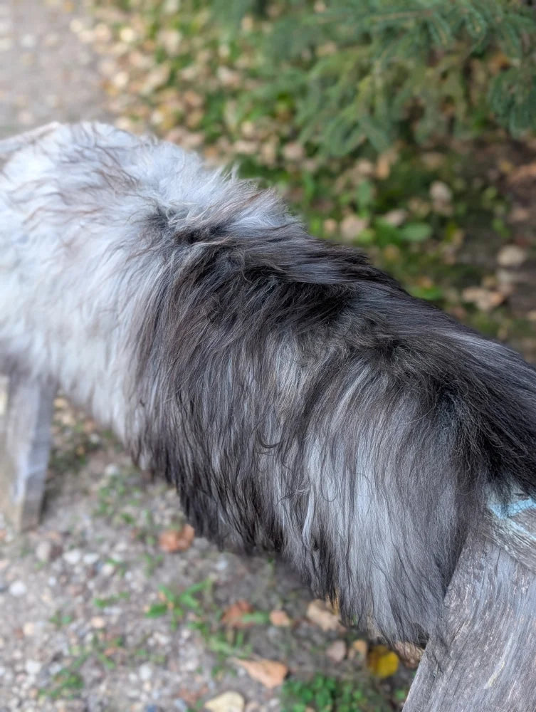 A long-haired dog stands outdoors next to a massive icelandic sheepskin natural grey wool icelandic sheepskins rug