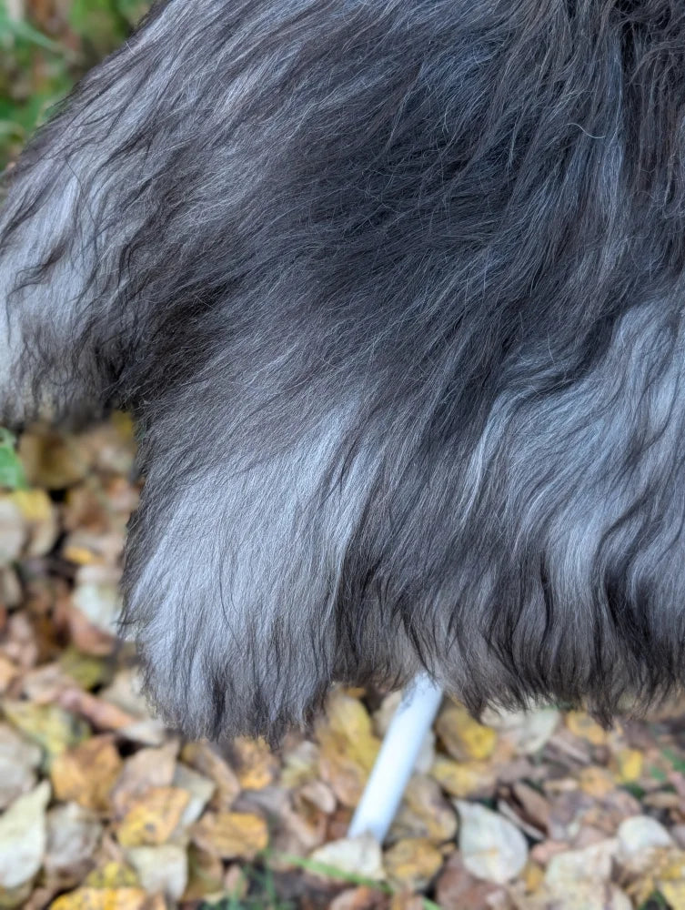 A fluffy dog paw resting on a massive icelandic sheepskin rug in natural grey with wool icelandic sheepskins texture
