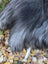 A fluffy dog paw resting on a massive icelandic sheepskin rug in natural grey with wool icelandic sheepskins texture