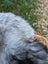 A fluffy dog resting against the woven handle of a basket beside a massive icelandic sheepskin natural grey rug