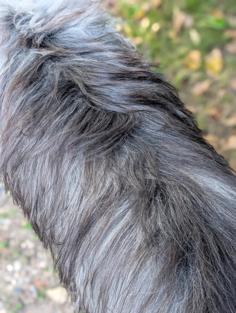 A massive icelandic sheepskin rug with thick shaggy wool in dark gray and black with subtle silver highlights
