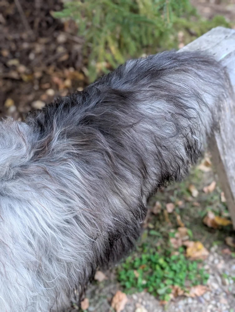 A massive icelandic sheepskin rug in natural grey with thick wavy wool resembling a shaggy gray and black dog