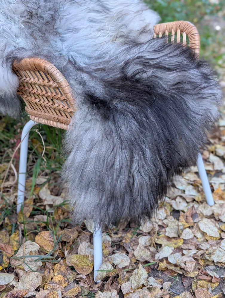 A massive icelandic sheepskin rug in natural grey draped over a wicker chair with white metal legs