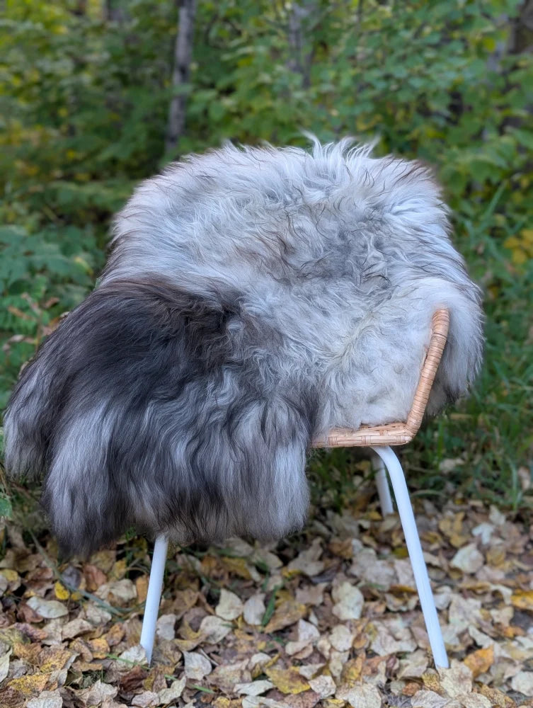 A massive icelandic sheepskin rug in natural grey draped over a modern chair with white metal legs and wicker frame