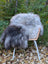 A massive icelandic sheepskin rug in natural grey draped over a modern chair with white metal legs and wicker frame