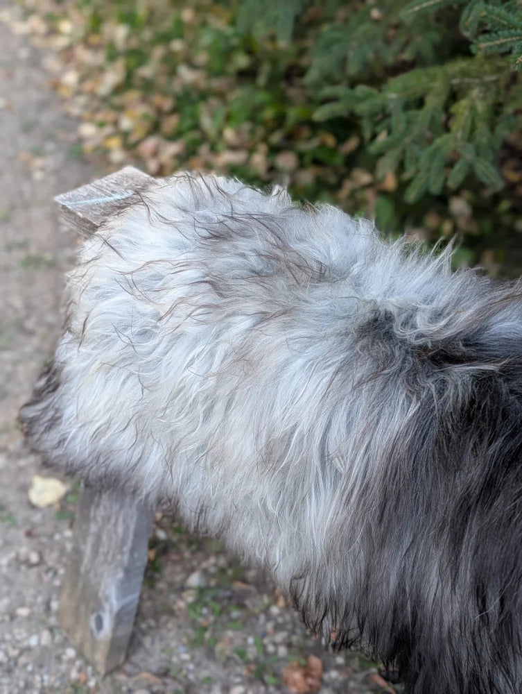 A massive icelandic sheepskin rug in natural grey with fluffy wool showing a mix of gray and black outdoors