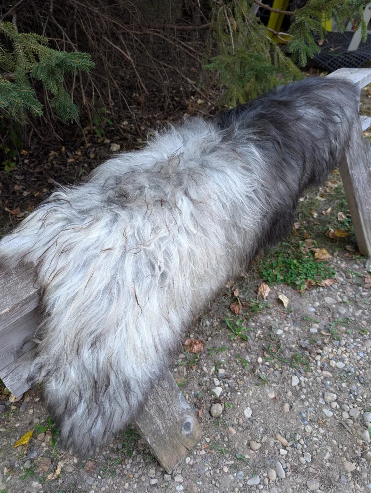 A massive icelandic sheepskin coat in natural grey with long shaggy wool and thick textured appearance