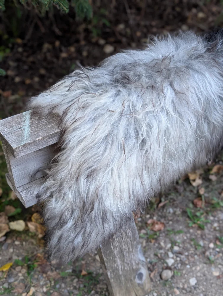 A fluffy dog rests on the back of a massive icelandic sheepskin natural grey wool icelandic sheepskins rug