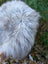 Fluffy massive icelandic sheepskin rug with soft white and gray wool and shaggy natural texture
