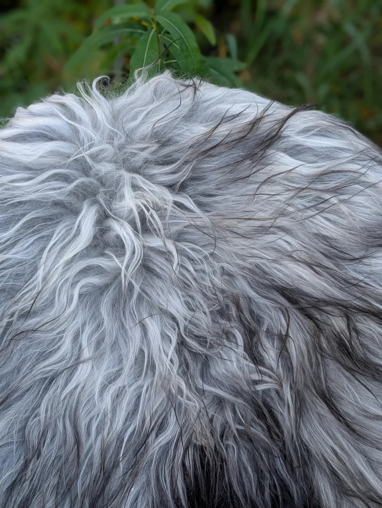 A massive icelandic sheepskin rug with long gray and black shaggy wool perfect for cozy home decor