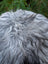 A massive icelandic sheepskin rug with long gray and black shaggy wool perfect for cozy home decor