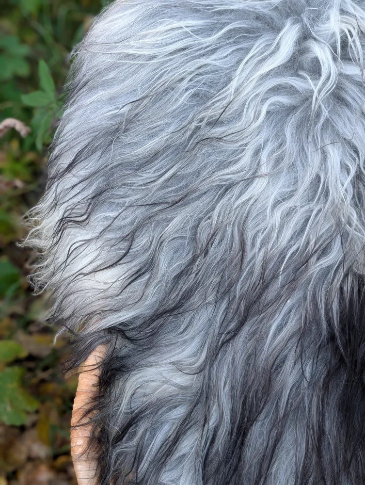 A plush long-haired gray and white wool icelandic sheepskins coat with soft wavy texture massive icelandic sheepskin