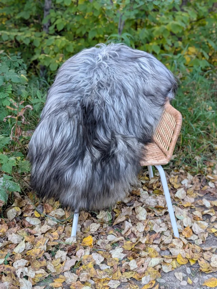 A fluffy gray and black dog sitting on a wicker chair with a massive icelandic sheepskin natural grey rug nearby