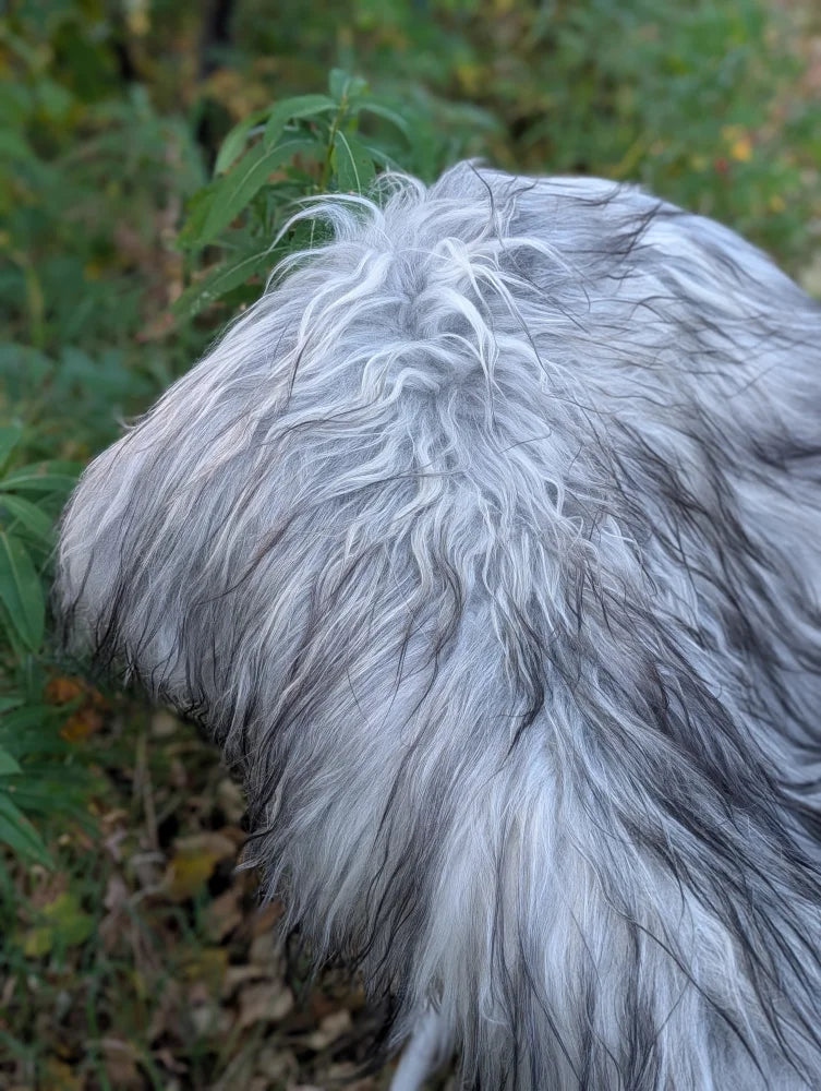 A fluffy long-haired dog on a massive icelandic sheepskin rug in natural grey with wool icelandic sheepskins texture