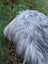 A fluffy long-haired dog on a massive icelandic sheepskin rug in natural grey with wool icelandic sheepskins texture