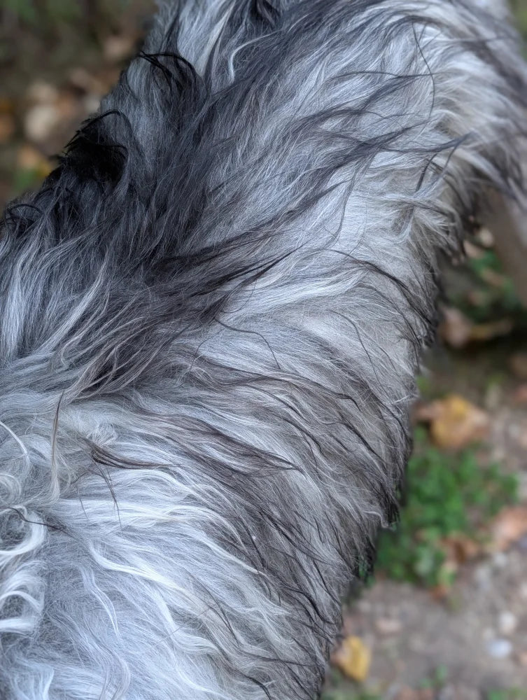 Massive icelandic sheepskin rug with long shaggy gray white fur and black strands perfect wool icelandic sheepskins