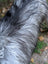 Massive icelandic sheepskin rug with long shaggy gray white fur and black strands perfect wool icelandic sheepskins