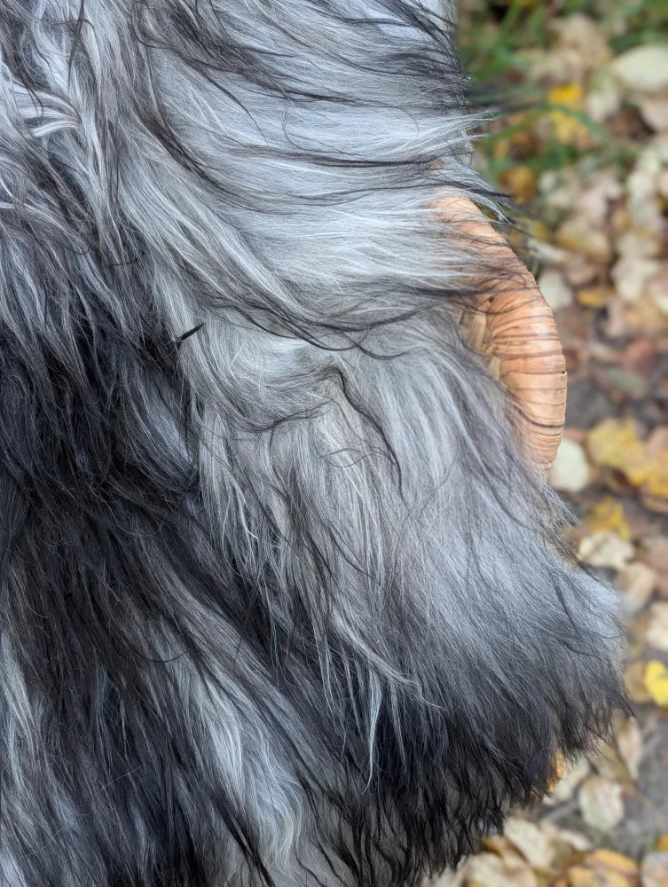 A fluffy long-haired goat with a curved horn featured on a massive icelandic sheepskin natural grey rug