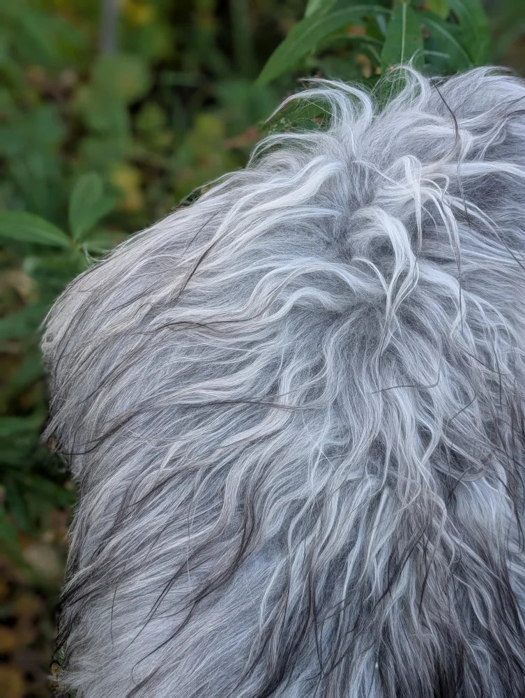 A fluffy dog sitting on a massive icelandic sheepskin rug with thick natural grey wool icelandic sheepskins texture