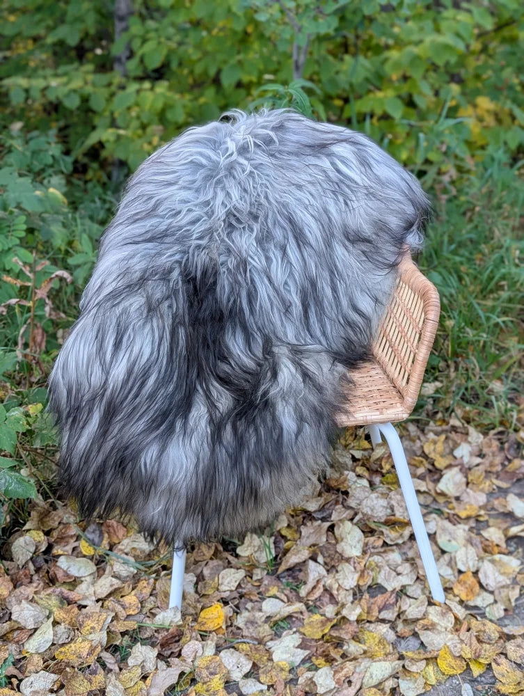 A massive Icelandic sheepskin rug in natural grey draped over a wicker chair with white metal legs