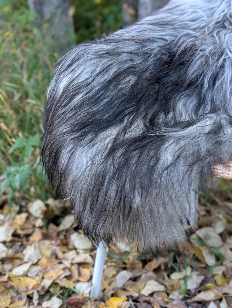 A fluffy long-haired dog stands next to a massive icelandic sheepskin rug in natural grey wool for cozy decor