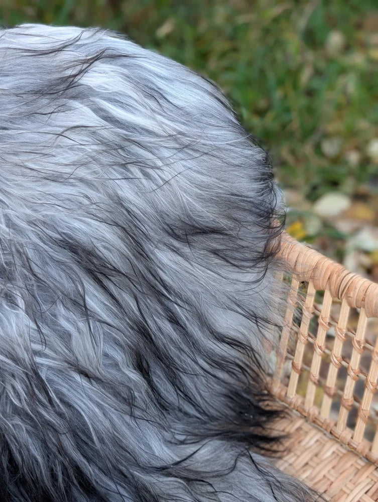 A fluffy silver and black dog sits in a woven basket on a massive icelandic sheepskin natural grey rug