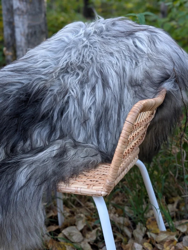 A fluffy gray dog sits on a woven rattan chair with a massive icelandic sheepskin natural grey wool rug