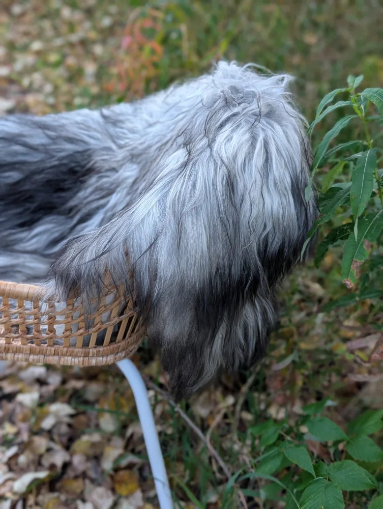 A fluffy gray and black dog sits in a woven basket on a massive icelandic sheepskin rug natural grey wool