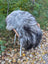 A massive icelandic sheepskin wool icelandic sheepskins blanket in natural grey draped over a chair with wooden arms