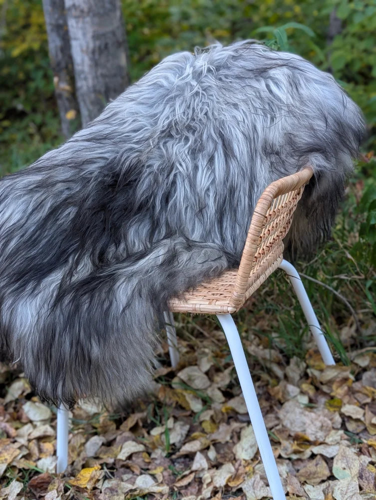 A fluffy gray and black dog sits on a wicker chair with a massive icelandic sheepskin natural grey rug nearby