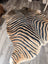 Gorgeous zebra printed cowhide rug by angus oliver with bold black and tan stripes and unique large cowhide shape