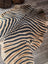 Gorgeous zebra printed cowhide rug by angus oliver with bold black and tan stripes and unique large cowhide texture