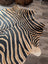 Black and tan zebra print large cowhide rug with unique characteristics by angus oliver perfect for stylish decor
