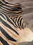 Black and tan zebra striped large cowhide rug by angus oliver with unique characteristics and natural textured surface