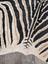 Large cowhide zebra printed rug in black and beige with unique frayed edge by angus oliver perfect for decor